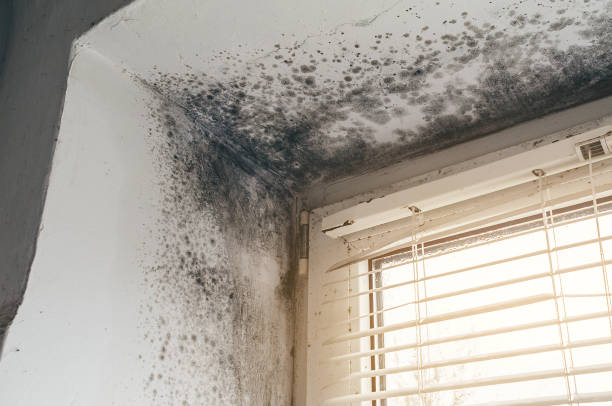 Affordable Mold Remediation solutions in Riverside, NJ